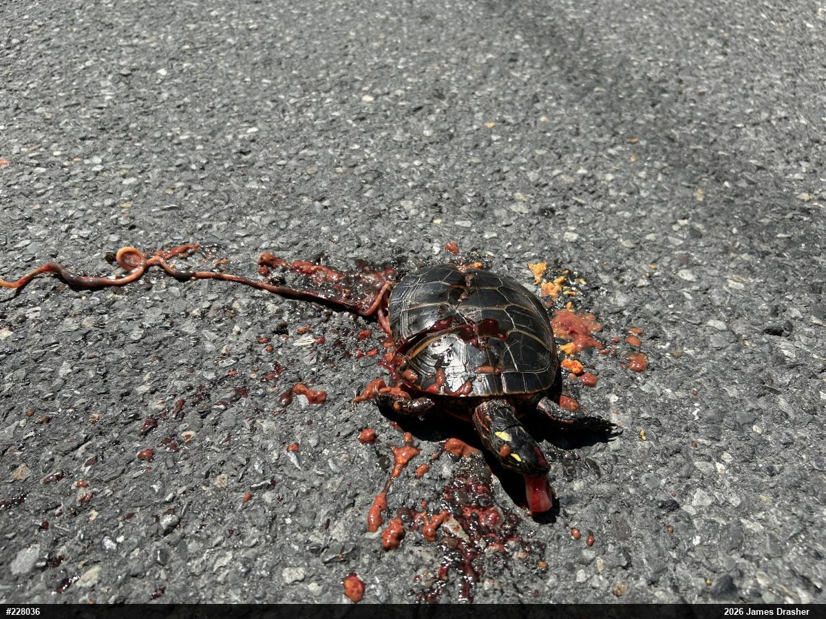 Painted Turtle