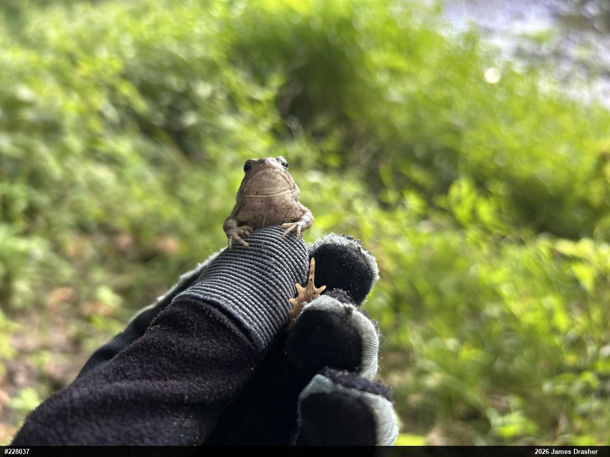 Fowler's Toad