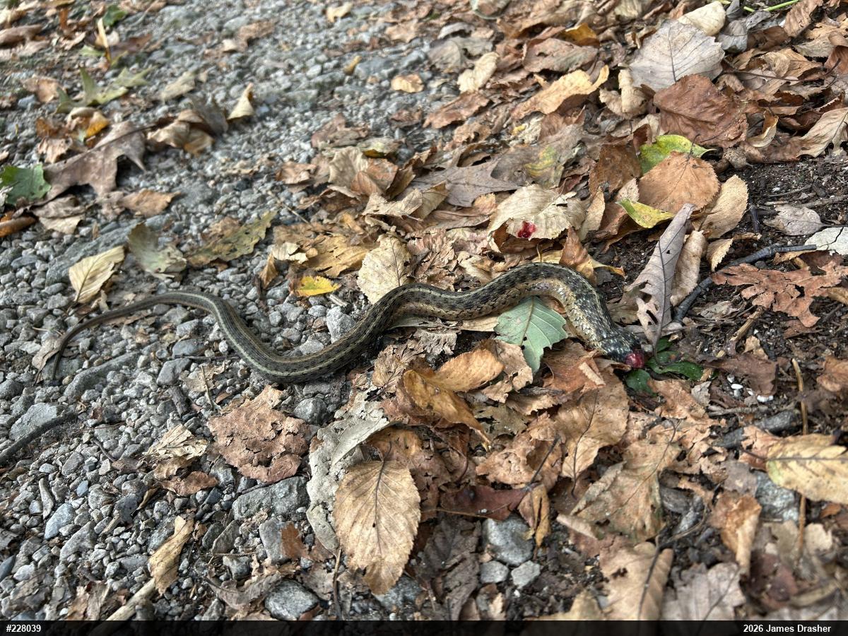 Eastern Gartersnake