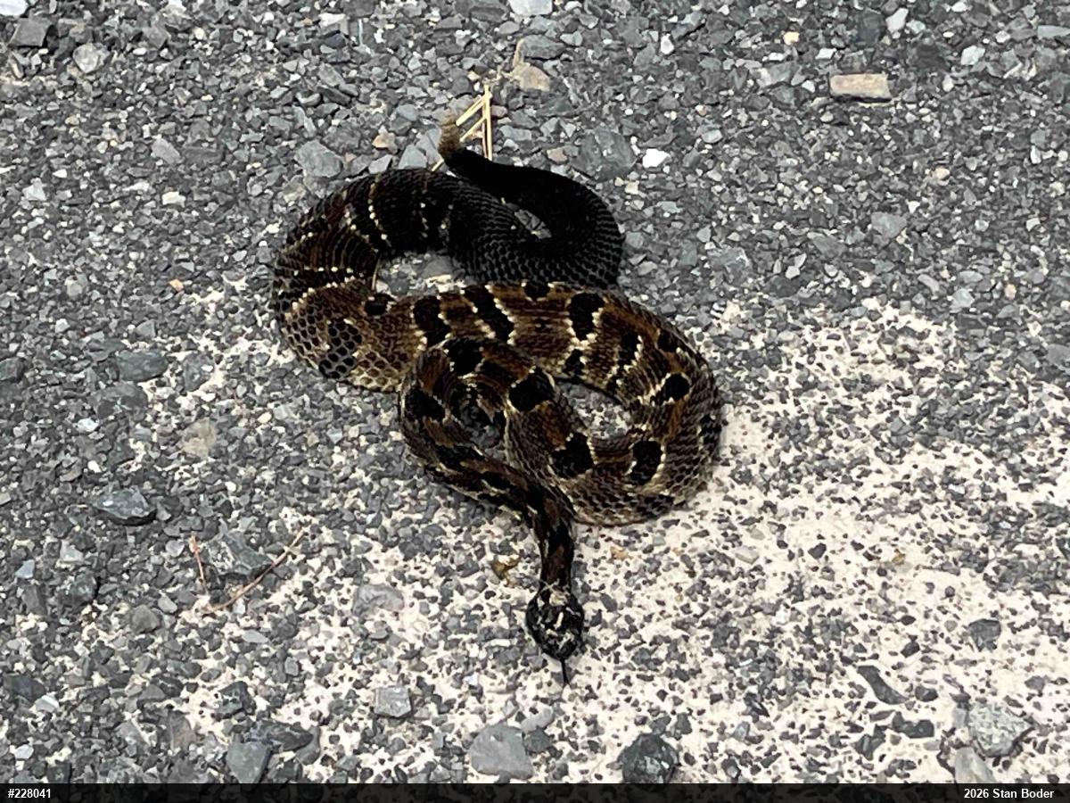 Timber Rattlesnake