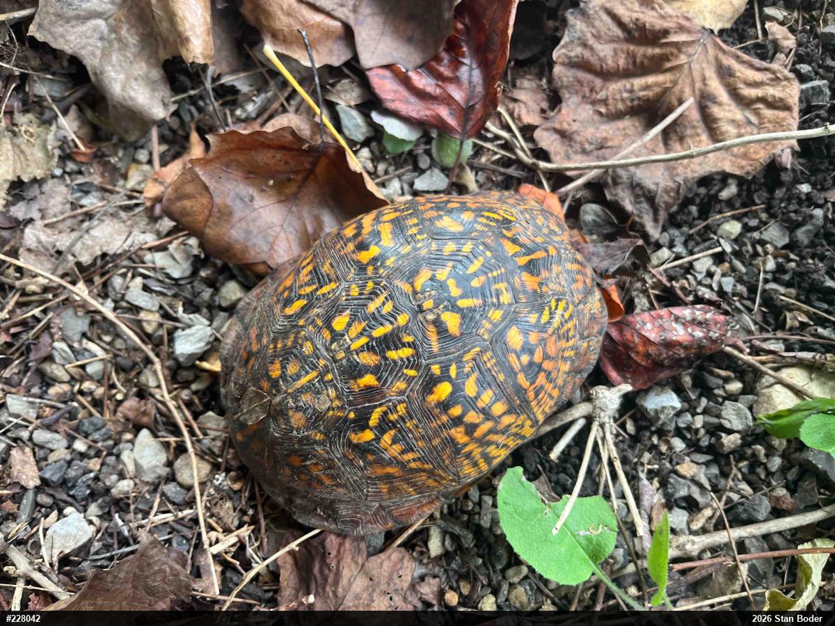 Eastern Box Turtle