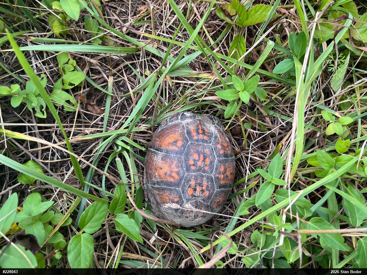 Eastern Box Turtle