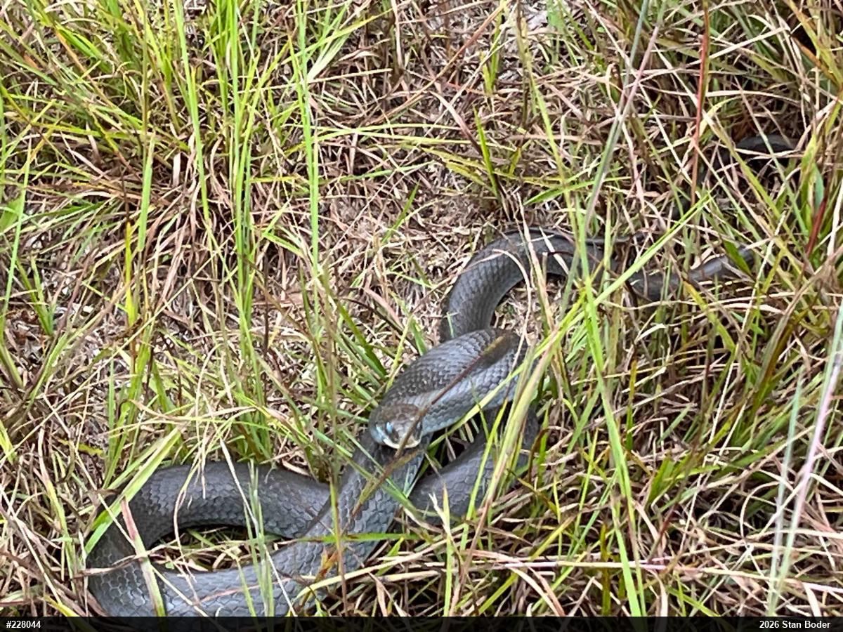 Northern Black Racer