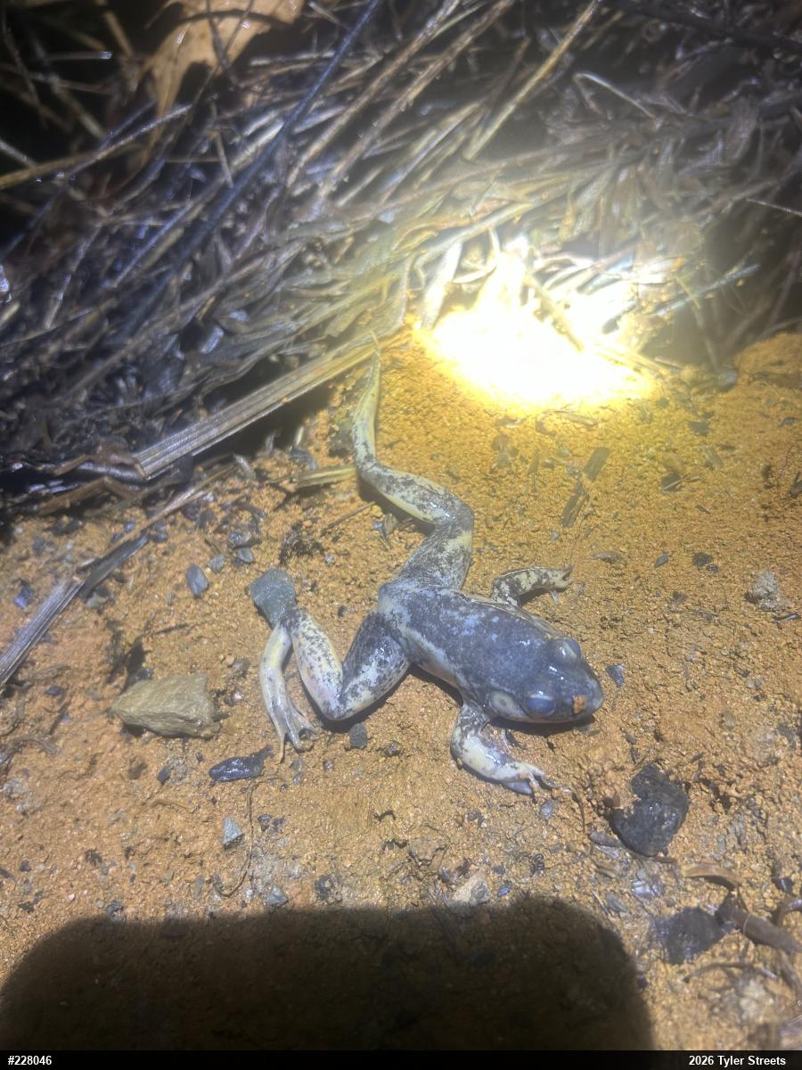 Wood Frog