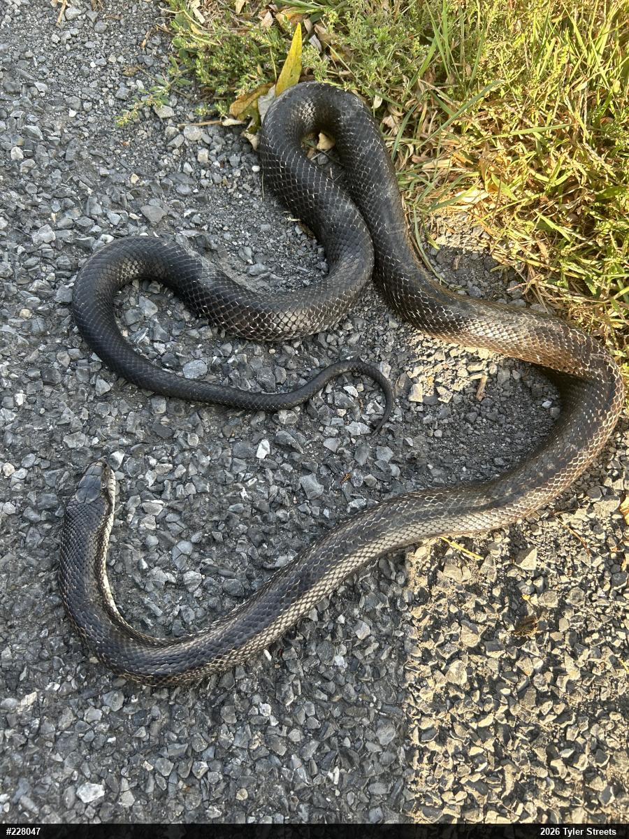 Eastern Ratsnake