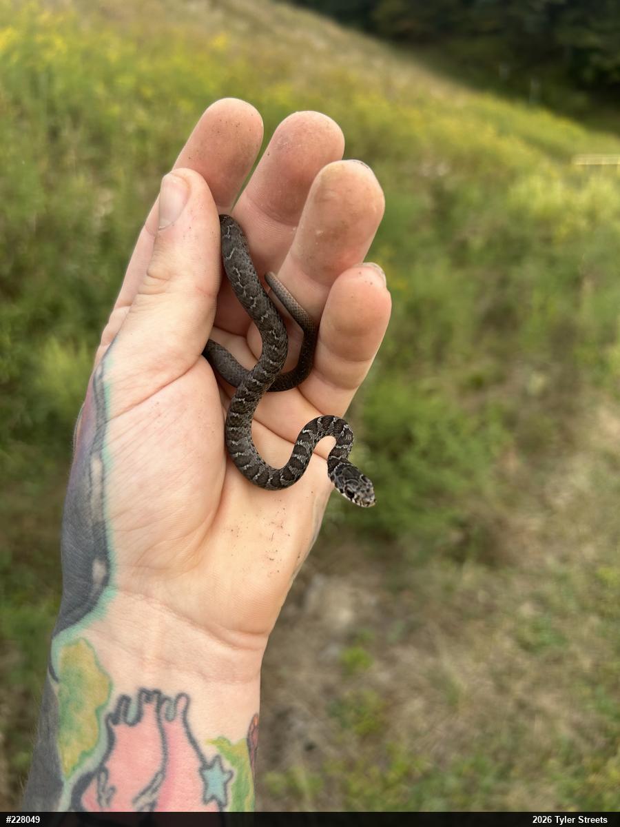Northern Black Racer