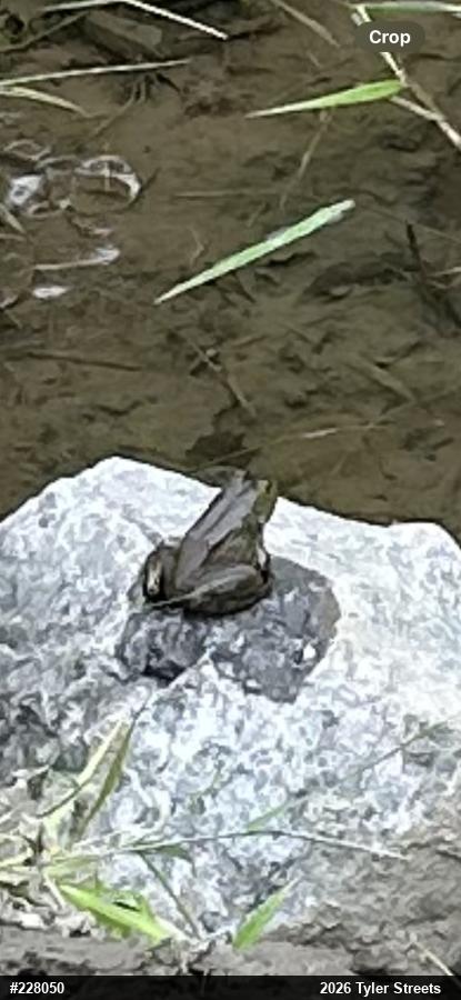 Green Frog