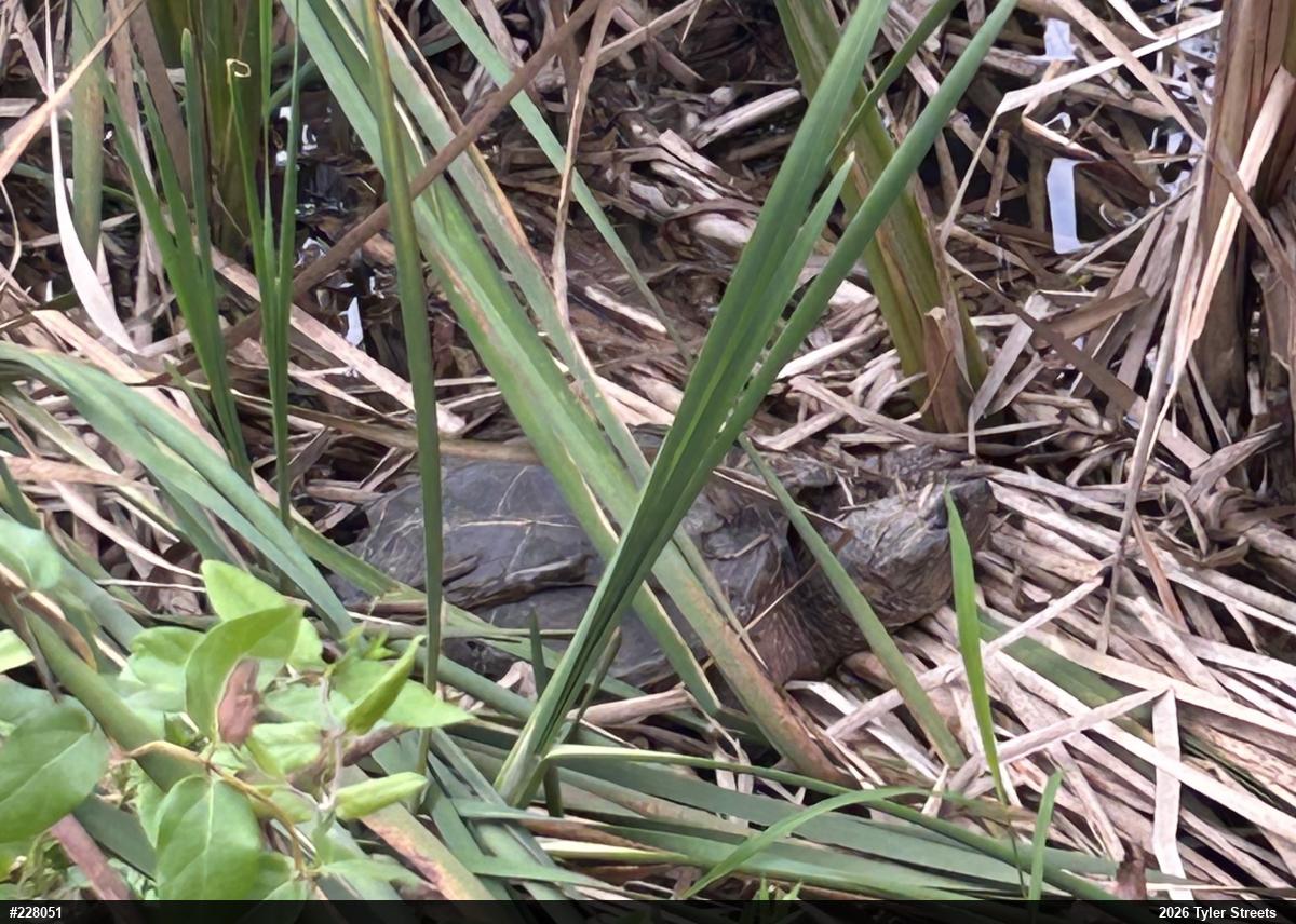 Snapping Turtle