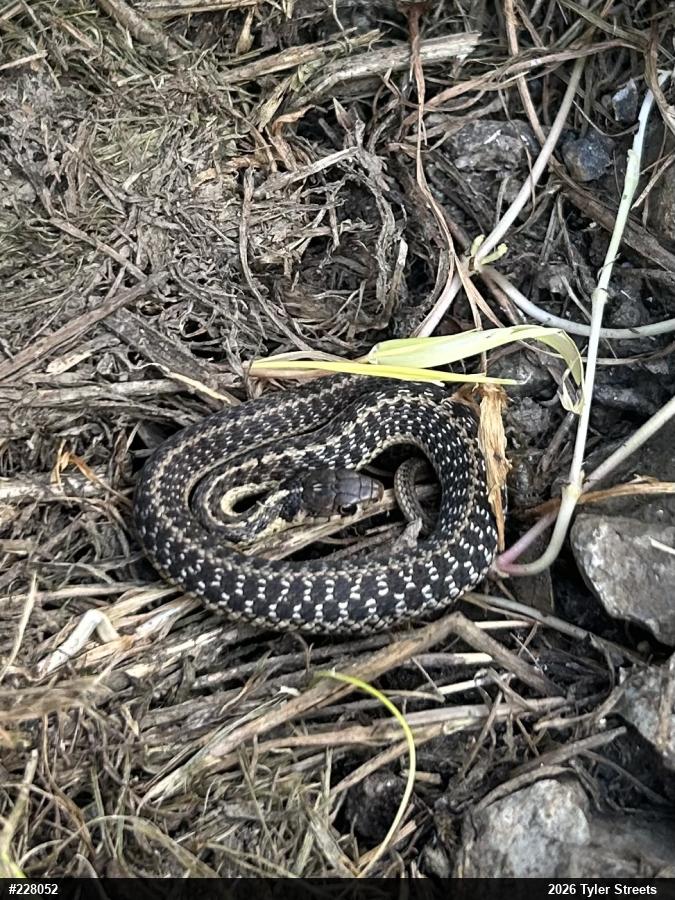 Eastern Gartersnake