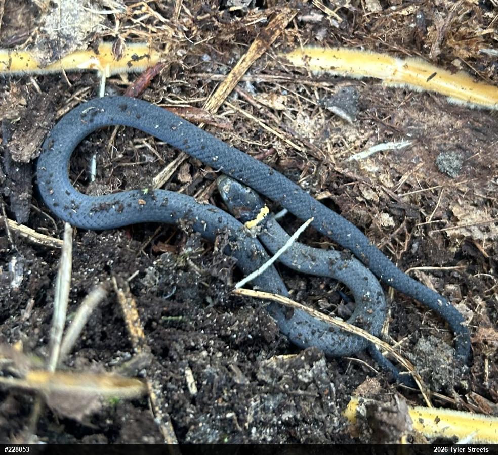 Northern Ring-necked Snake