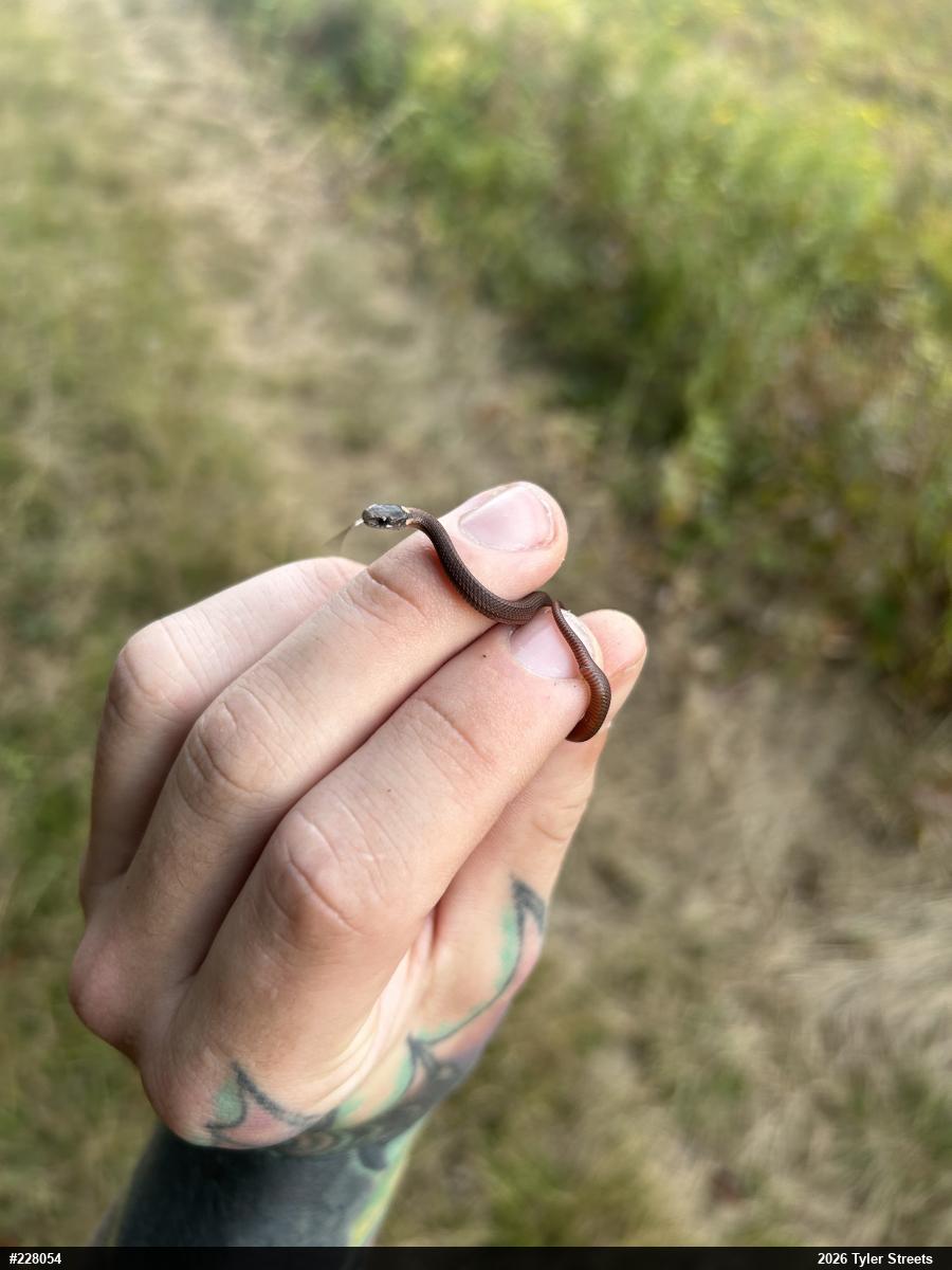 Red-bellied Snake
