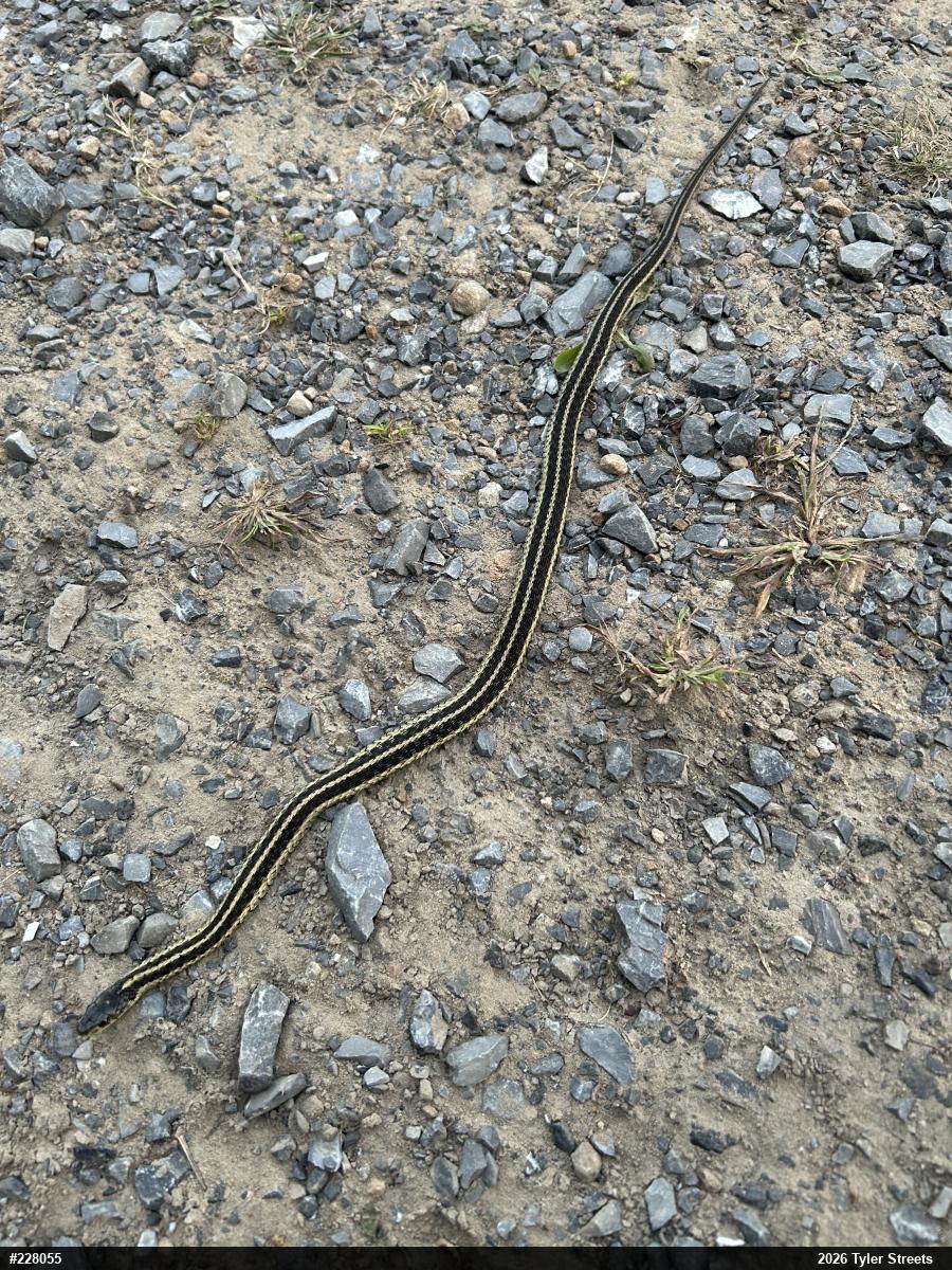 Eastern Gartersnake