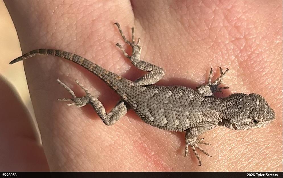 Eastern Fence Lizard
