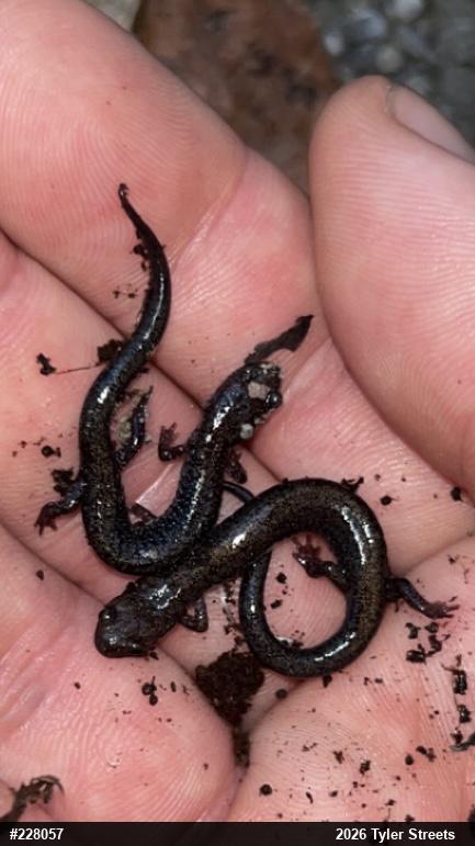 Valley And Ridge Salamander