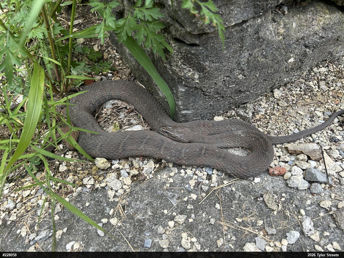 Northern Watersnake