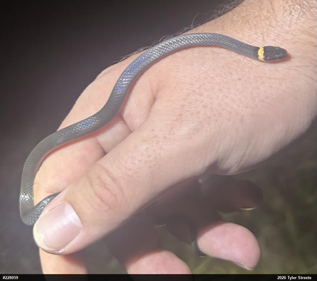 Northern Ring-necked Snake