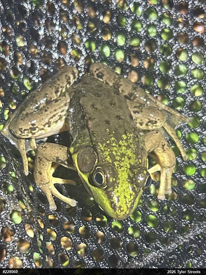 Green Frog