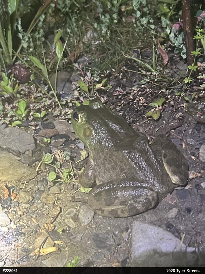 American Bullfrog