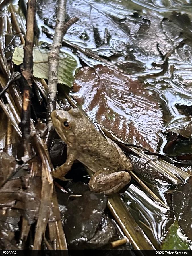 American Bullfrog