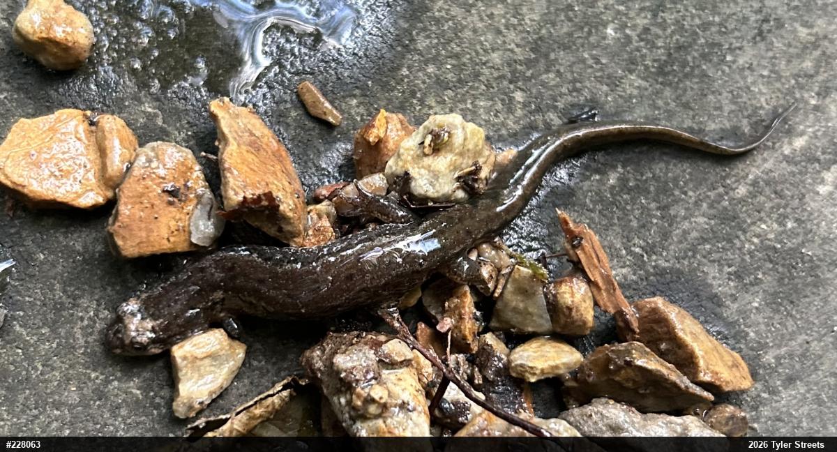 Northern Dusky Salamander