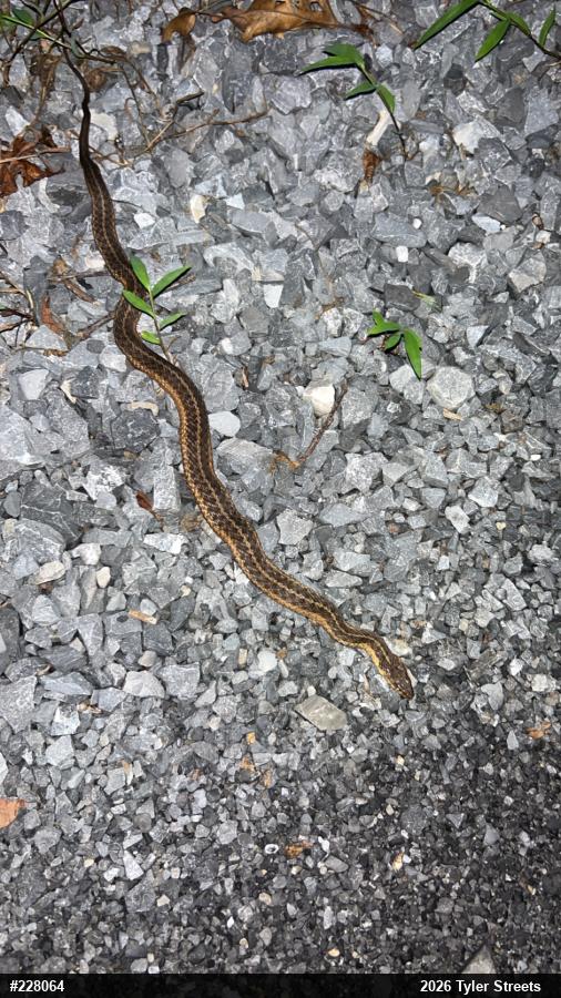 Eastern Gartersnake