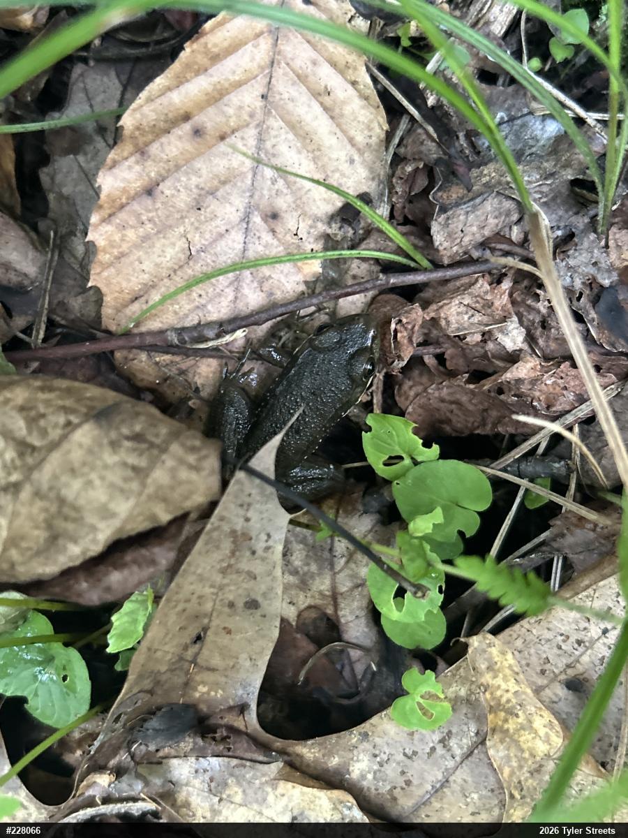 Green Frog