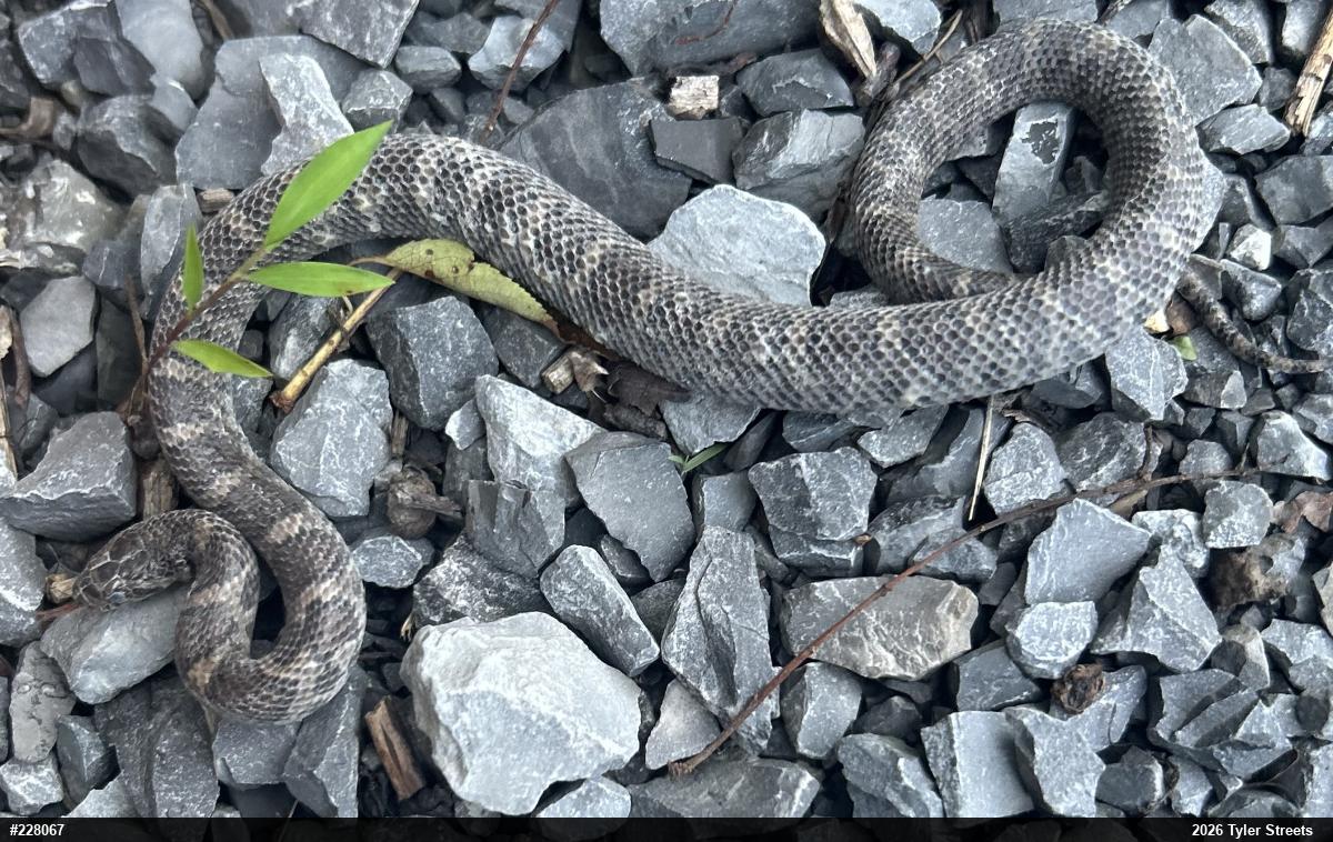 Eastern Milksnake