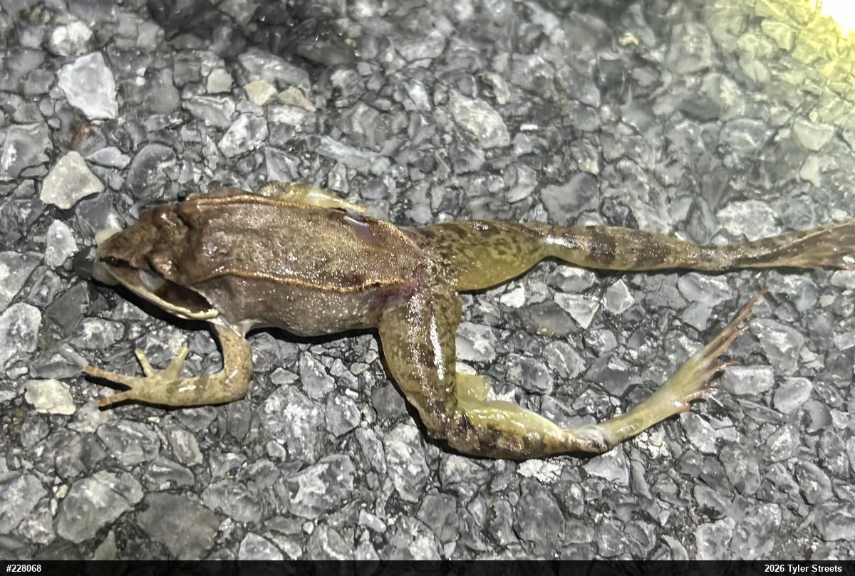 Wood Frog