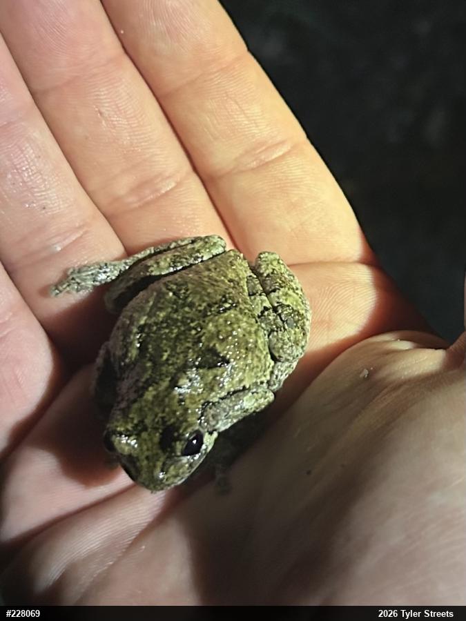 Gray Treefrog