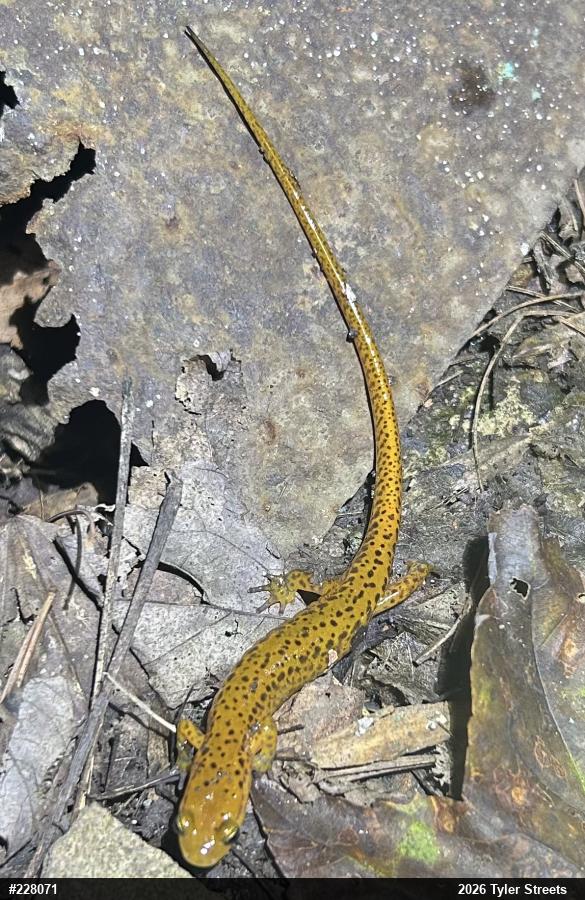 Eastern Long-tailed Salamander