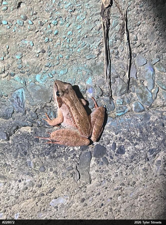 Wood Frog