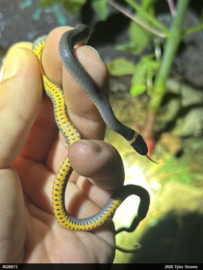 Northern Ring-necked Snake