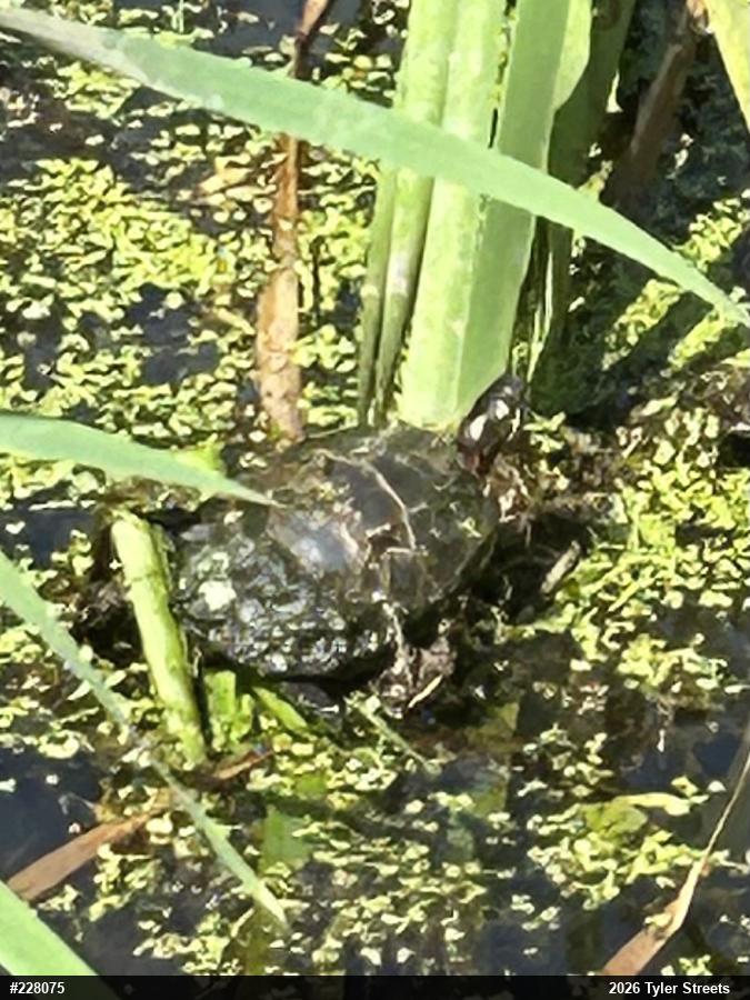 Eastern Painted Turtle