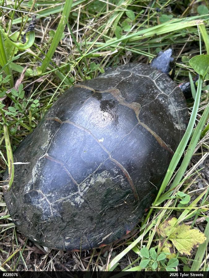 Eastern Painted Turtle