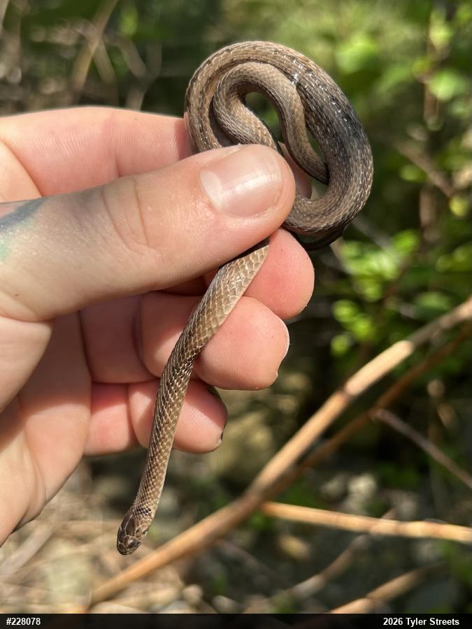 Dekay's Brownsnake
