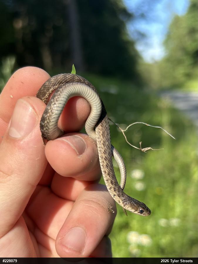 Eastern Gartersnake