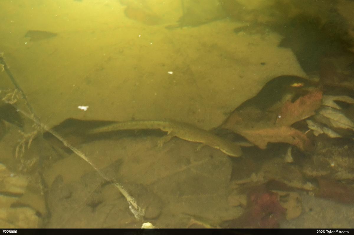 Red-spotted Newt
