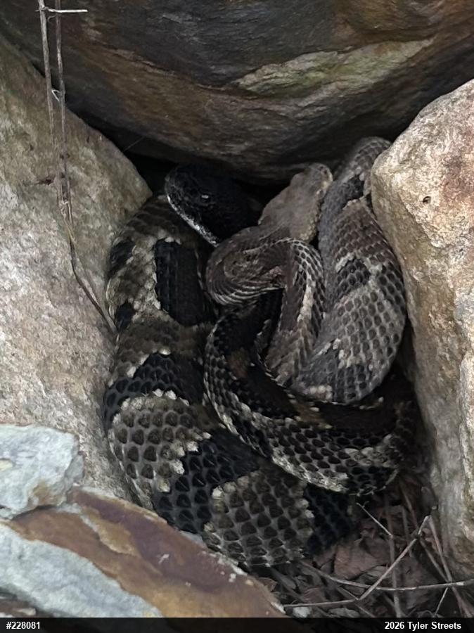 Timber Rattlesnake