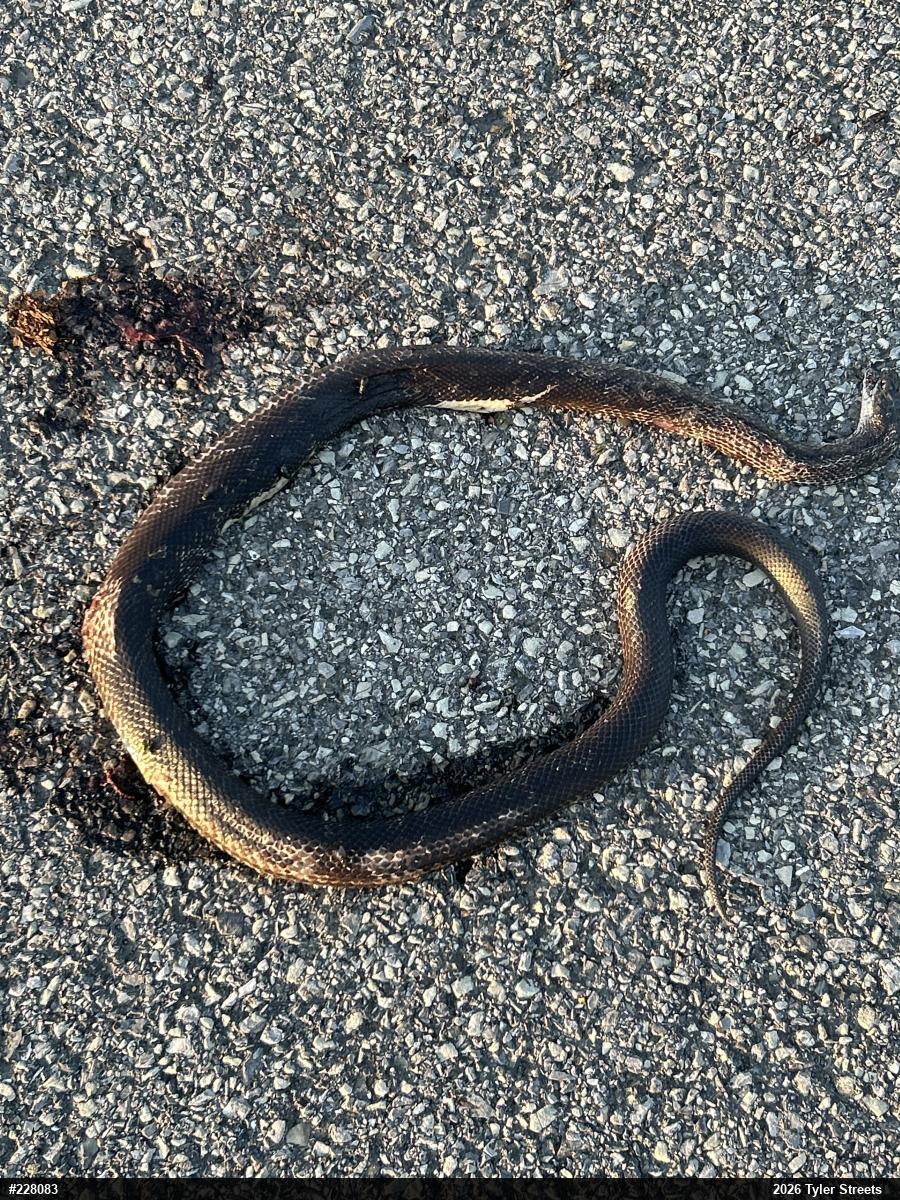 Eastern Ratsnake