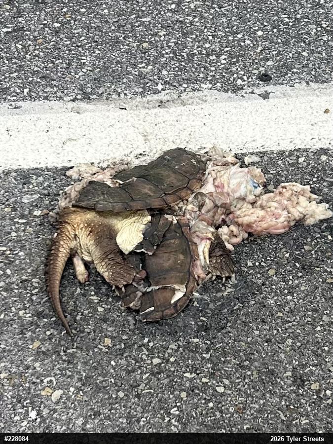 Snapping Turtle