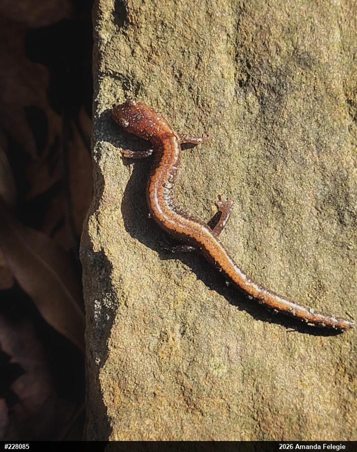 Eastern Red-backed  Salamander