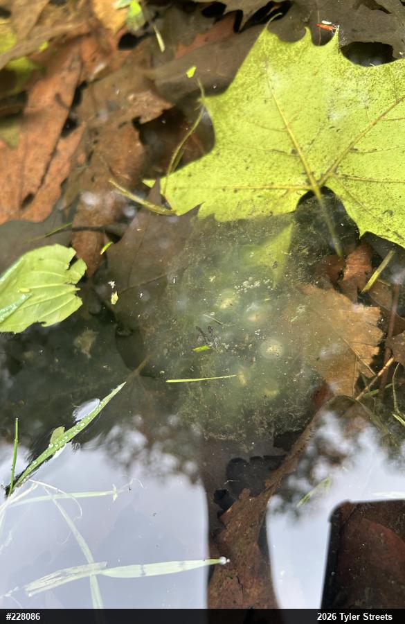 Spotted Salamander