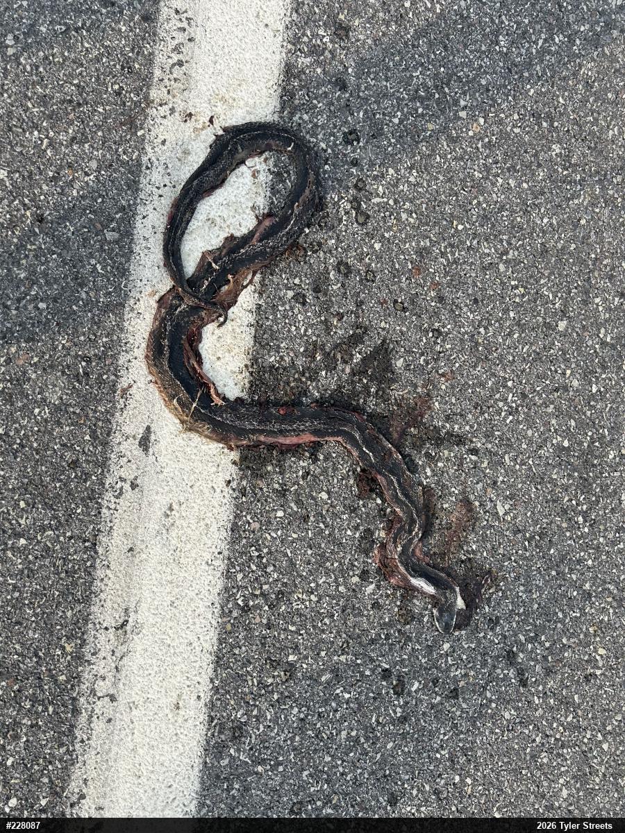 Eastern Ratsnake