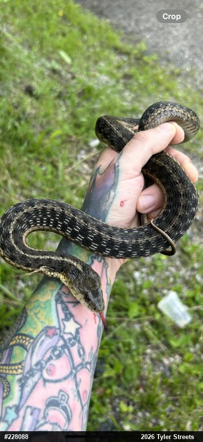 Eastern Gartersnake
