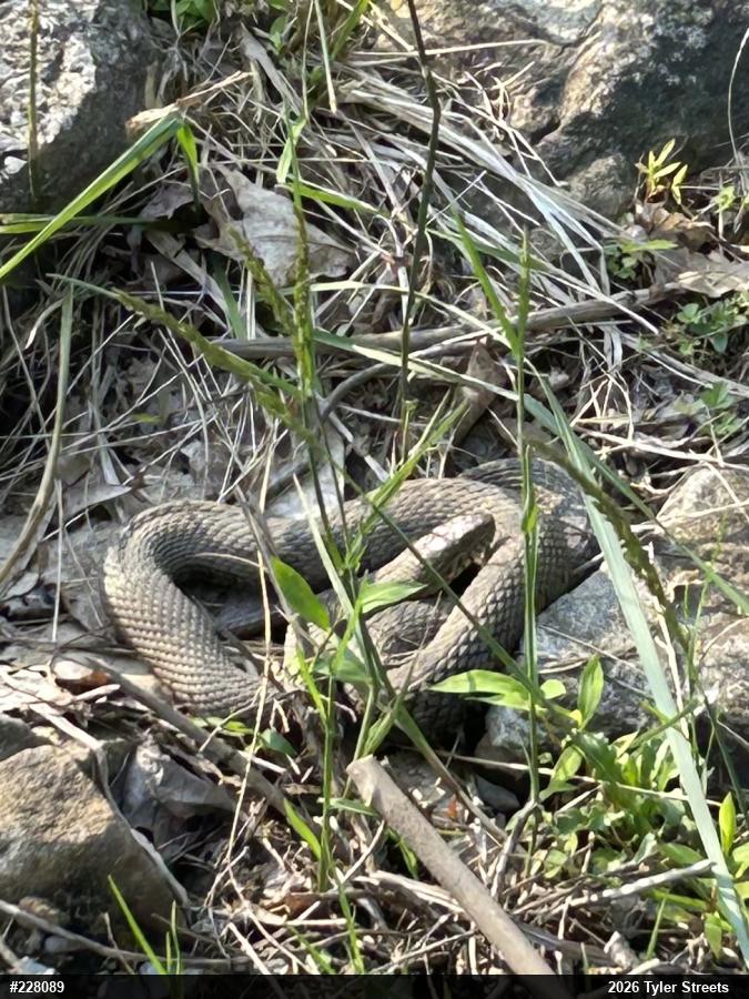 Northern Watersnake