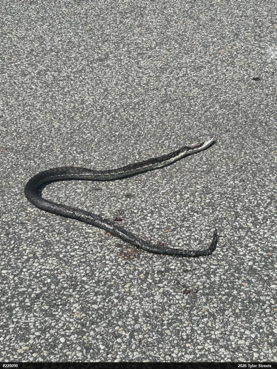 Eastern Ratsnake