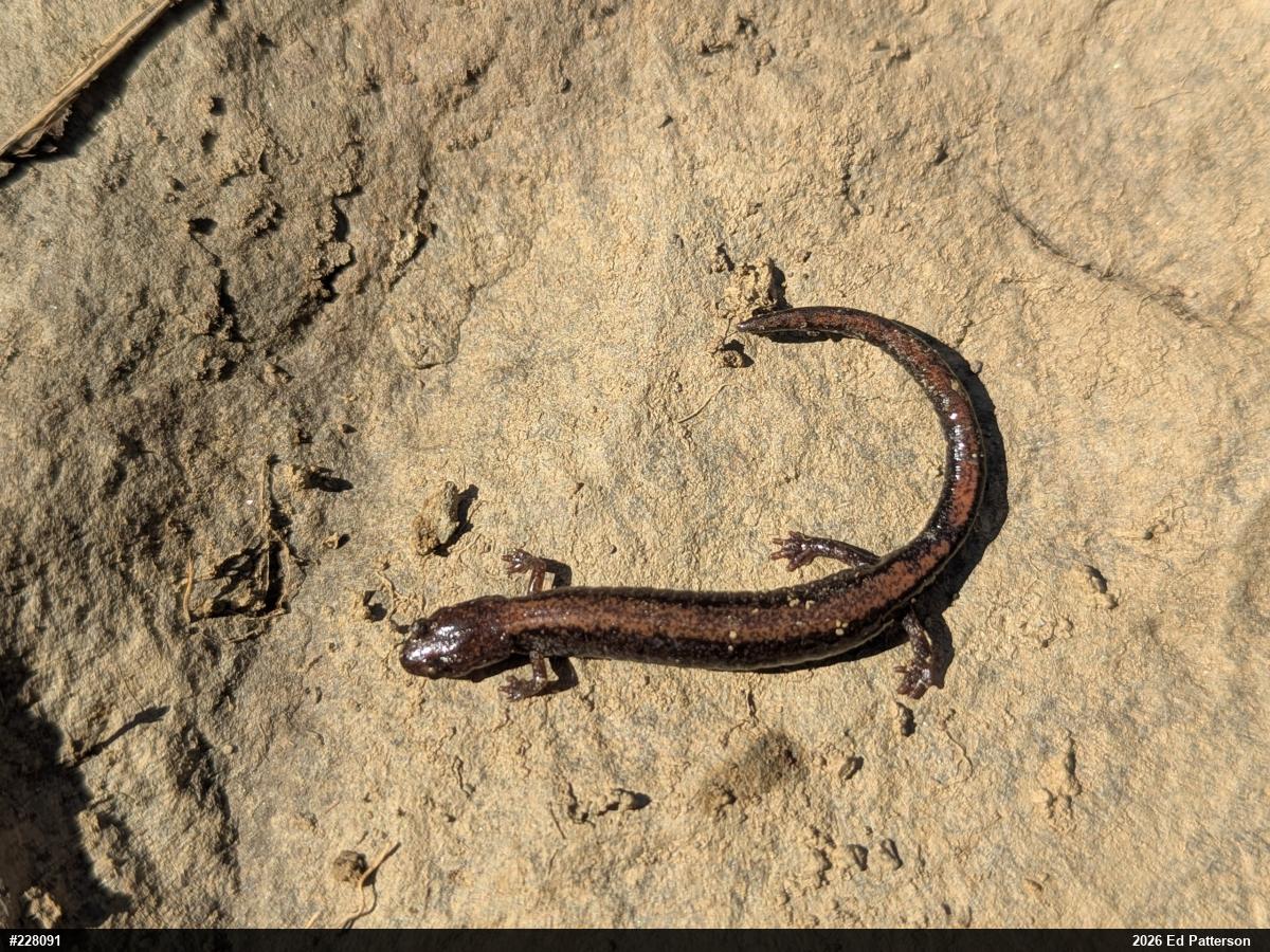 Eastern Red-backed  Salamander