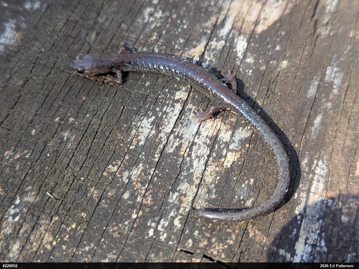 Valley And Ridge Salamander