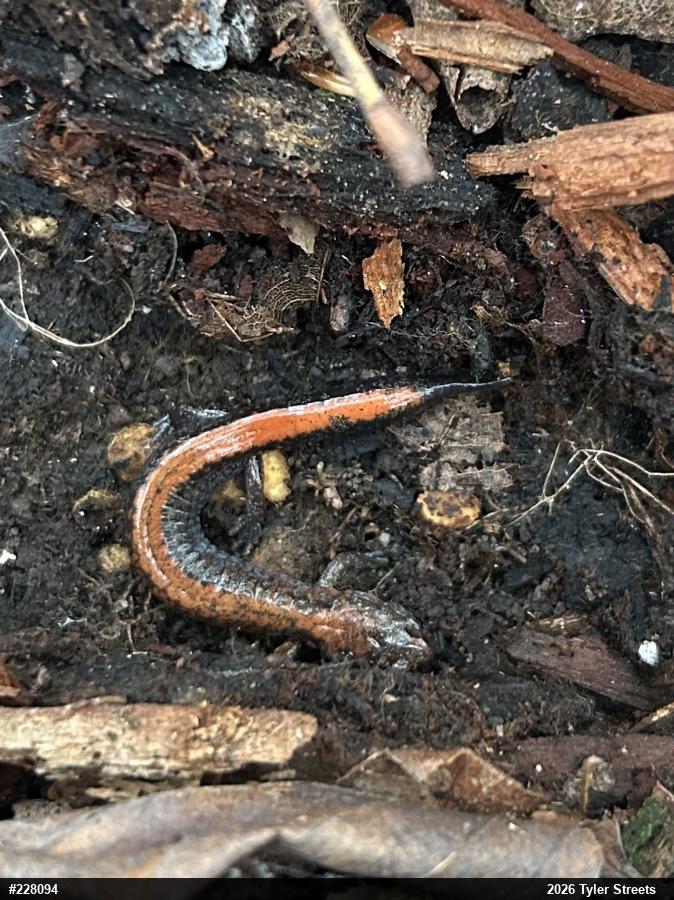 Eastern Red-backed  Salamander