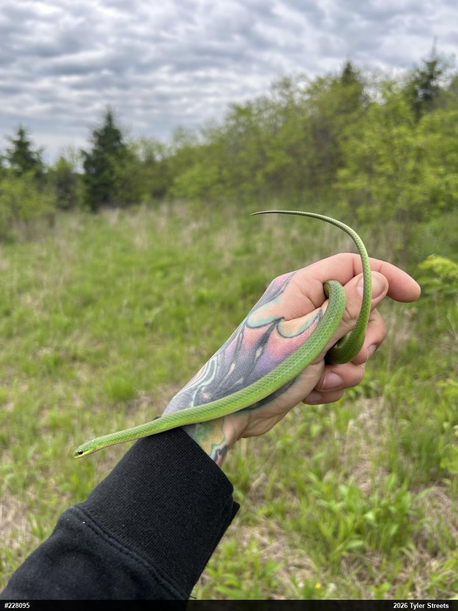 Smooth Greensnake